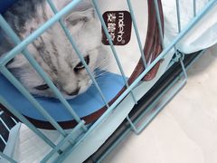 -瑞派宠物医院(搏威敦和院)