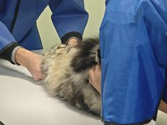 -格蕾宠物医院24H·猫科·肿瘤科·骨科中心(福州总院)