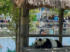 -西霞口神雕山野生动物世界