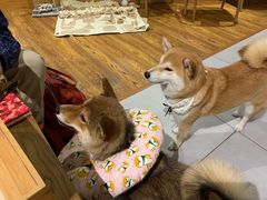 -柴务处·柴犬主题狗咖