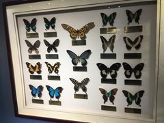 -上海昆虫博物馆