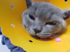 -伟伟宠物医院·瑞派猫友好医院·猫科(光谷店)