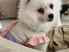 -怪兽屋·羊驼·猫咖·狗咖(俊华广场店)