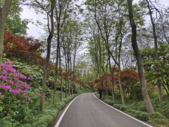 -宜兴龙背山森林公园