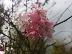 -腾冲云峰山