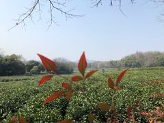 -茅家埠