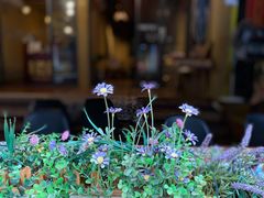 -半坡九号老挝冰咖啡