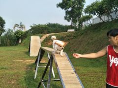 -良成狗狗乐园