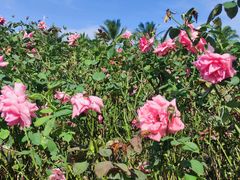 -亚龙湾国际玫瑰谷