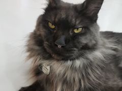 -糯米喵星人·撸猫猫舍咖啡馆(西市场嘉华店)