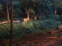 -清迈夜间动物园