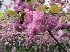 -高东镇樱花园