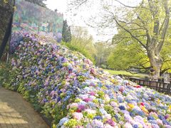 -上海共青森林公园