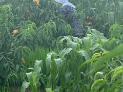 -南汇老顾农家乐采摘大团水蜜桃采摘店