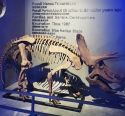 -恐龙探索乐园(磁器口店)