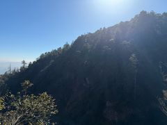 -天目山大树王景区