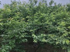 -艾溪湖湿地公园