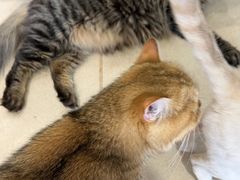 -藏猫猫咖啡主题馆(中央大道店)