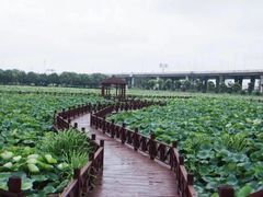 -荷塘月色湿地公园·向阳花洲