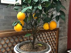 -北京古城老院厉晓麟精致菜