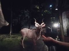 -清迈夜间动物园