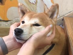 -是阿柴呀！柴犬咖啡·爱喵喵猫咖