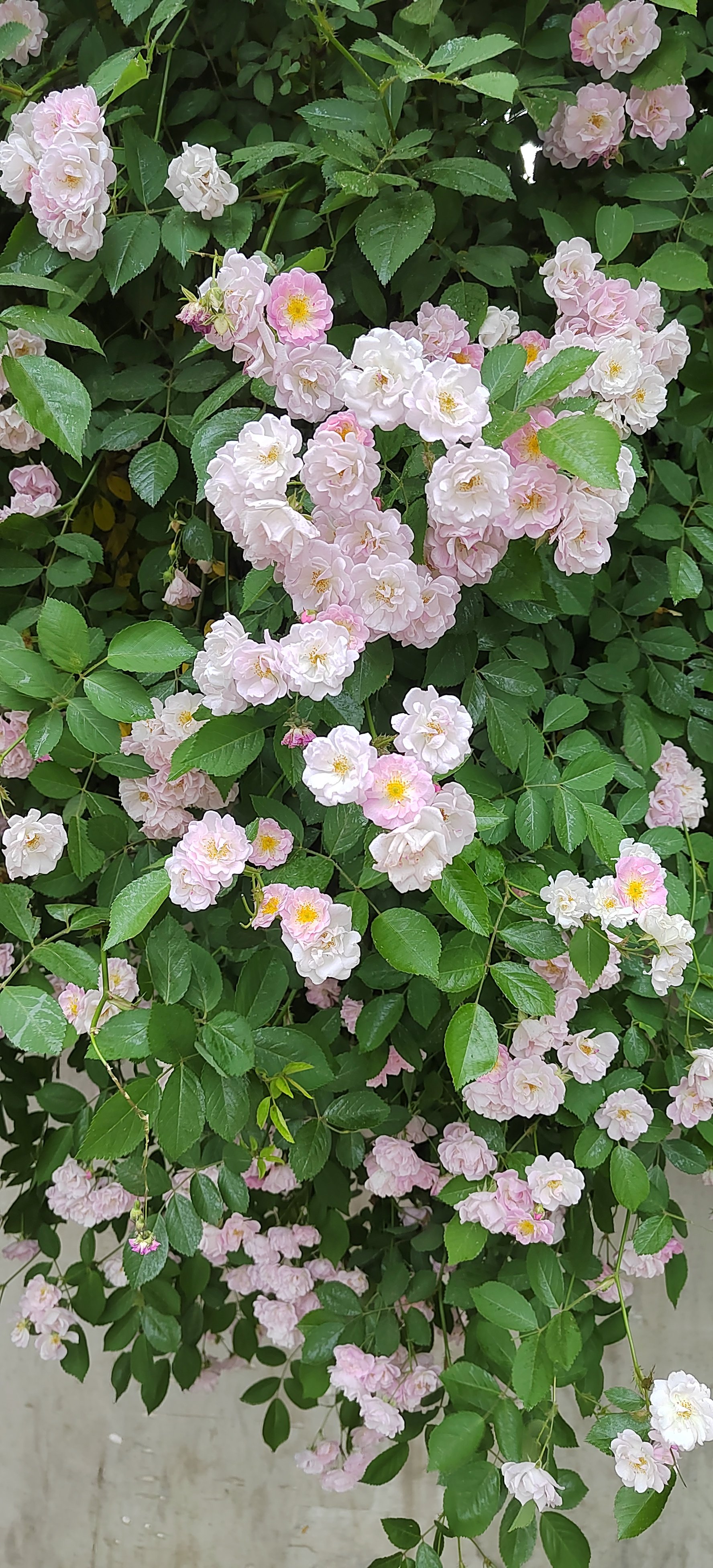 蔷薇花真实图片图片