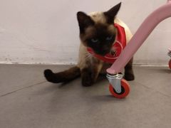一哥暹罗-有猫主题·治愈系猫咖(曾厝垵店)