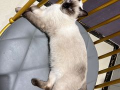 -藏猫猫咖啡主题馆(中央大道店)