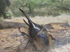 -上海大自然野生昆虫馆(东方明珠·爬宠昆虫探索中心)