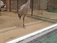 -青岛森林野生动物世界