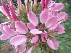 -松山湖梦幻百花洲