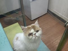 -三花喵·撸猫购宠·宠物生活馆(虹桥南丰城店)