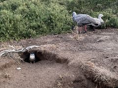 -企鹅岛