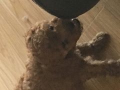 -芭比堂动物医院·犬猫全科·异宠专科(雁塔分院)