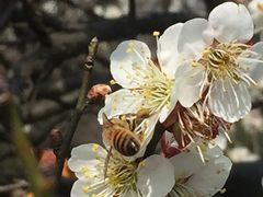 -林屋梅海青梅保护基地