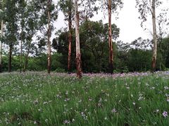 -白鹭湾湿地公园