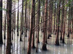 -桤木河湿地公园