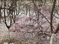 -桃花堤公园