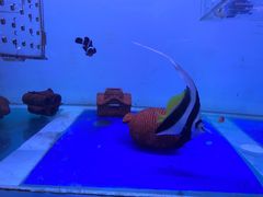 -山东柏宁水族批发广场