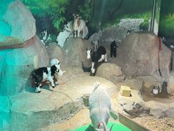 -酷嗒动物文化乐园(cutezoo西溪乐天城店)