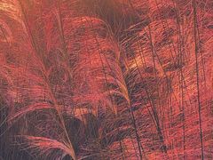 -花博汇(知音花月夜)