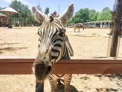 景点-大连森林动物园