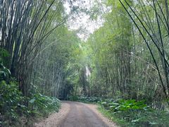 -海南热带野生动植物园