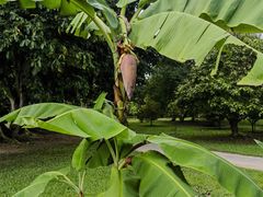 -中国科学院西双版纳热带植物园