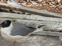 -青藏高原野生动物园