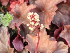 -七宝老街-闵行市民文化广场