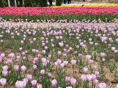 -石家庄市植物园