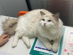 -伟伟宠物医院·CT影像中心·瑞派犬猫综合性门诊(汉口总院)