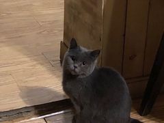 -猫色咖啡·猫咖